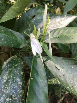 Image of Justicia urophylla (Lindau) D. N. Gibson