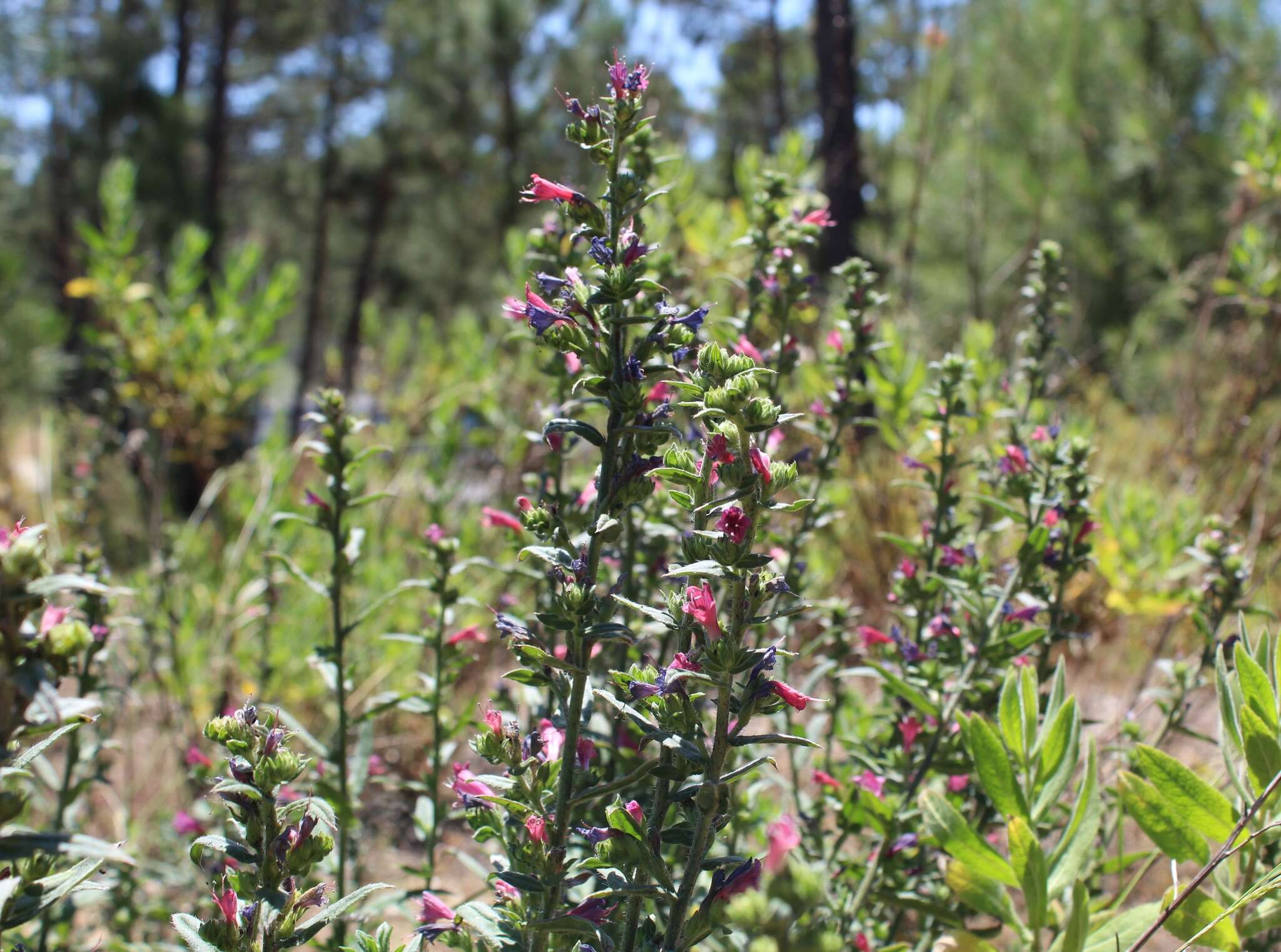 Plancia ëd Echium rosulatum Lange