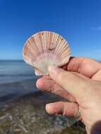 Image of Bermuda sand scallop