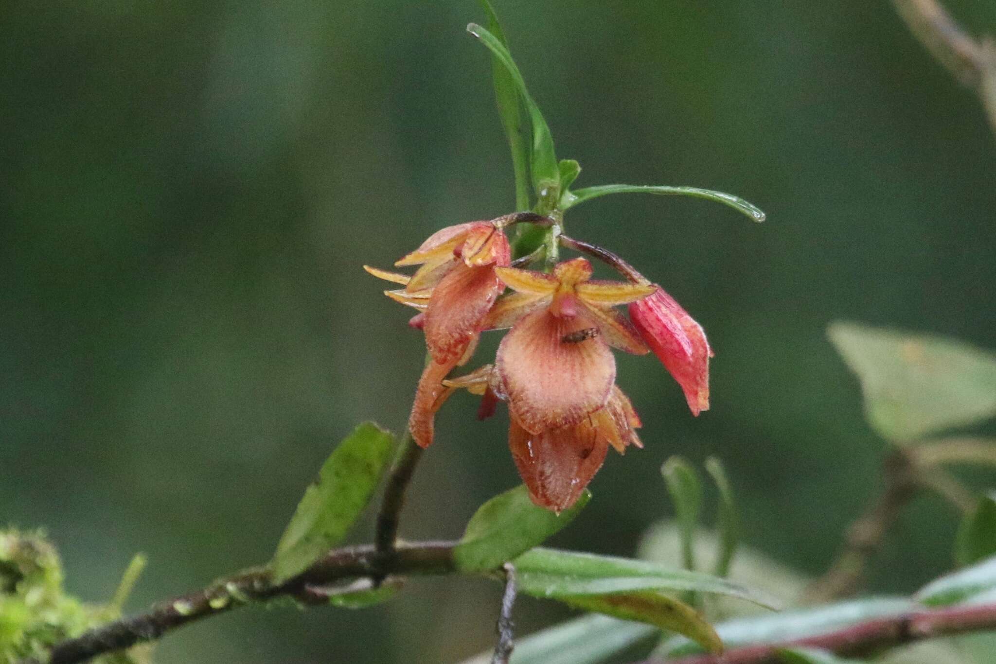 Image of Epidendrum arevaloi (Schltr.) Hágsater