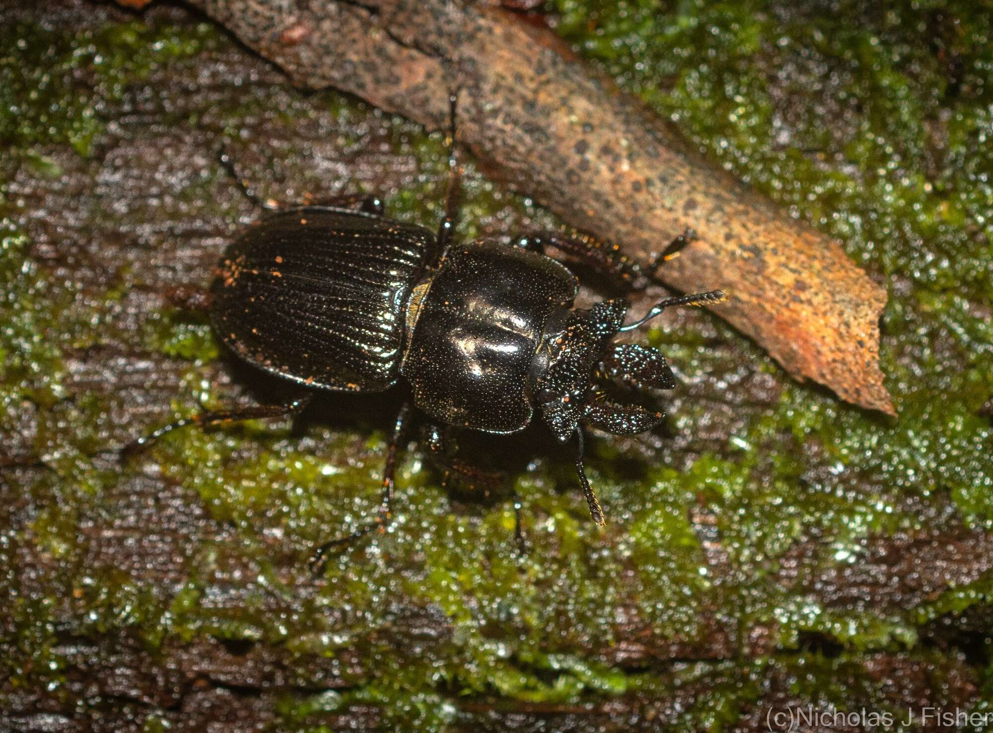 Слика од Safrina laticeps (MacLeay 1885)