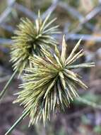 Image of manyflower flatsedge