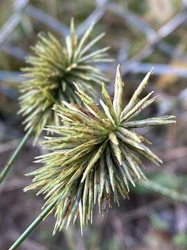 Image de Cyperus lancastriensis Porter