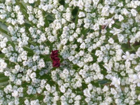 Image of Daucus carota subsp. azoricus Franco