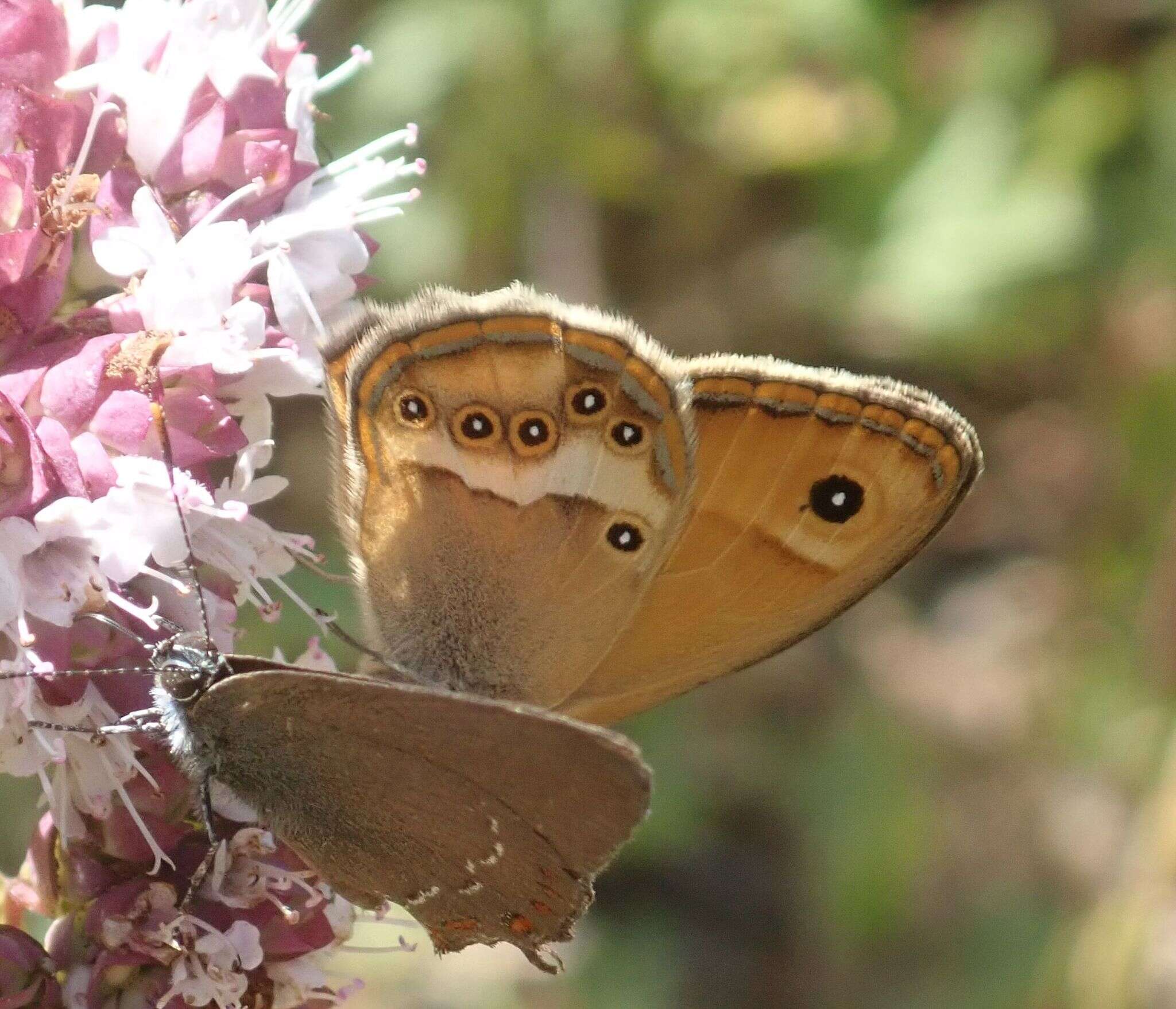 Image of Coenonympha dorus Esper 1782