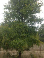 Image of cedar elm