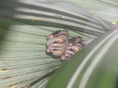 Image of Common Tent-making Bat