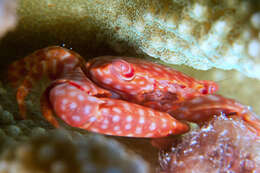 Image of yellow-spotted guard crab