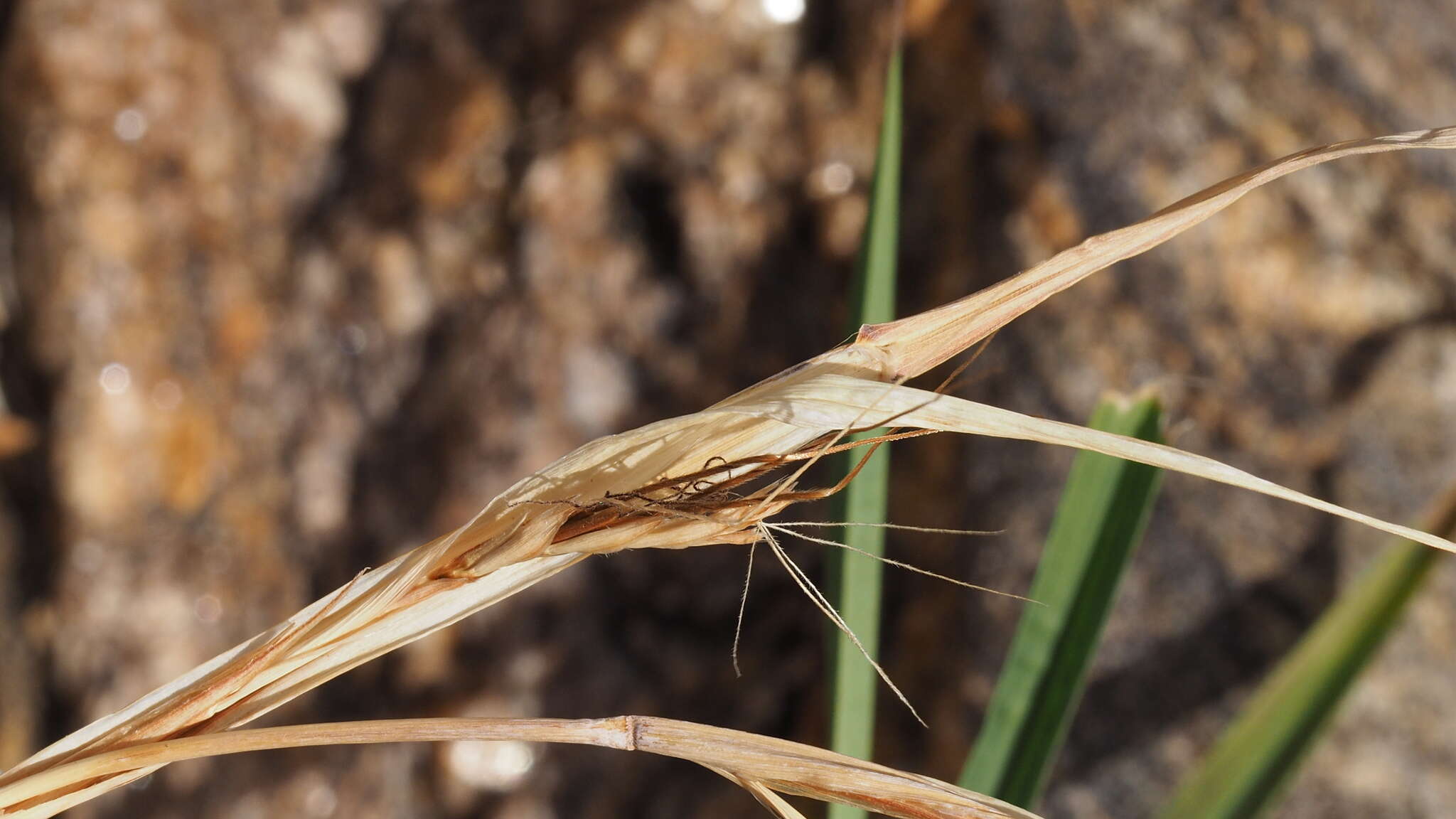 Imagem de Heteropogon