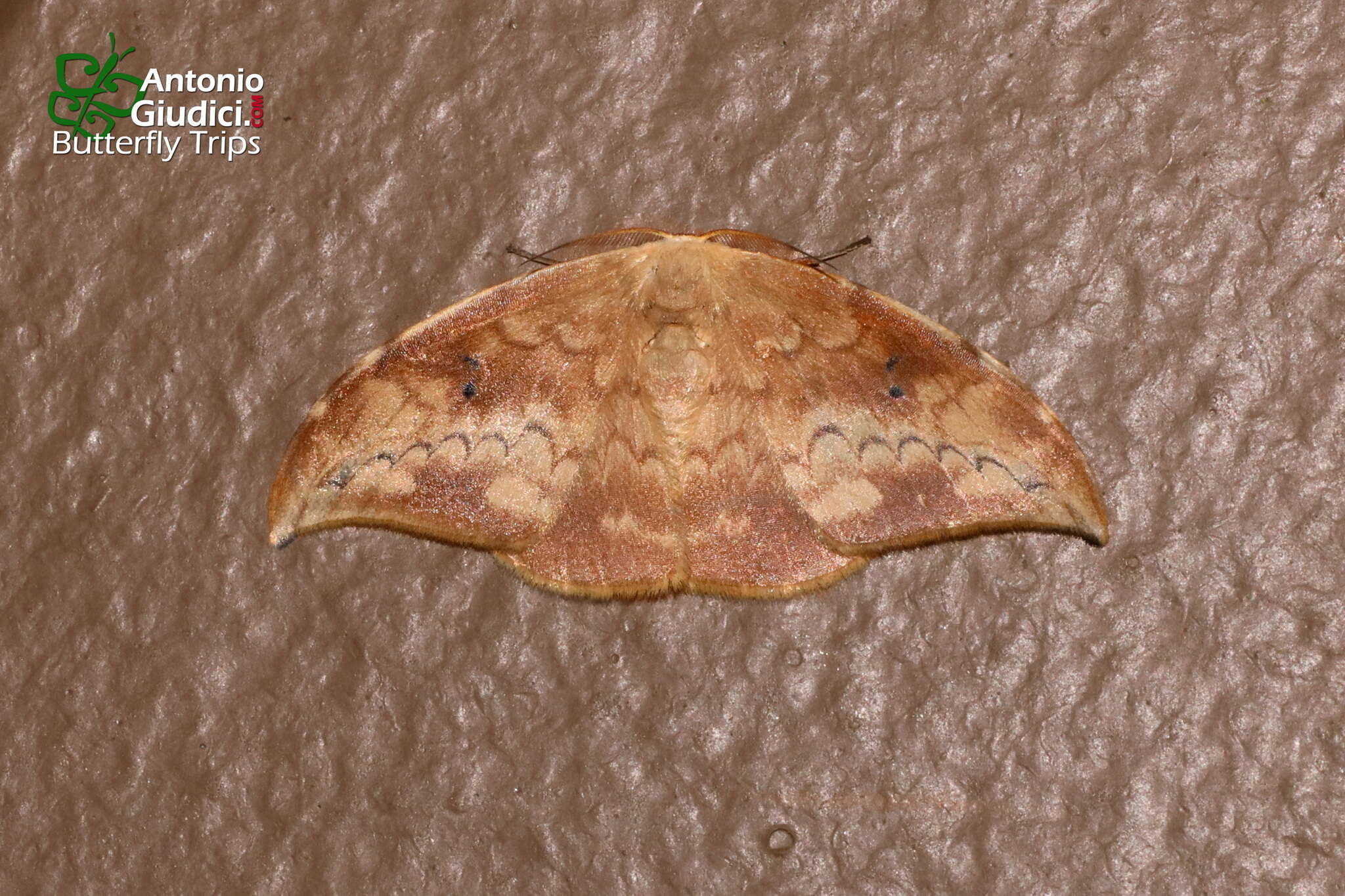 Image of Strepsigonia quadripunctata Walker 1862