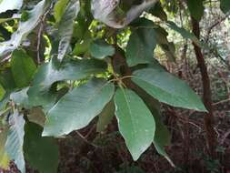 Imagem de Quercus polymorpha Schltdl. & Cham.