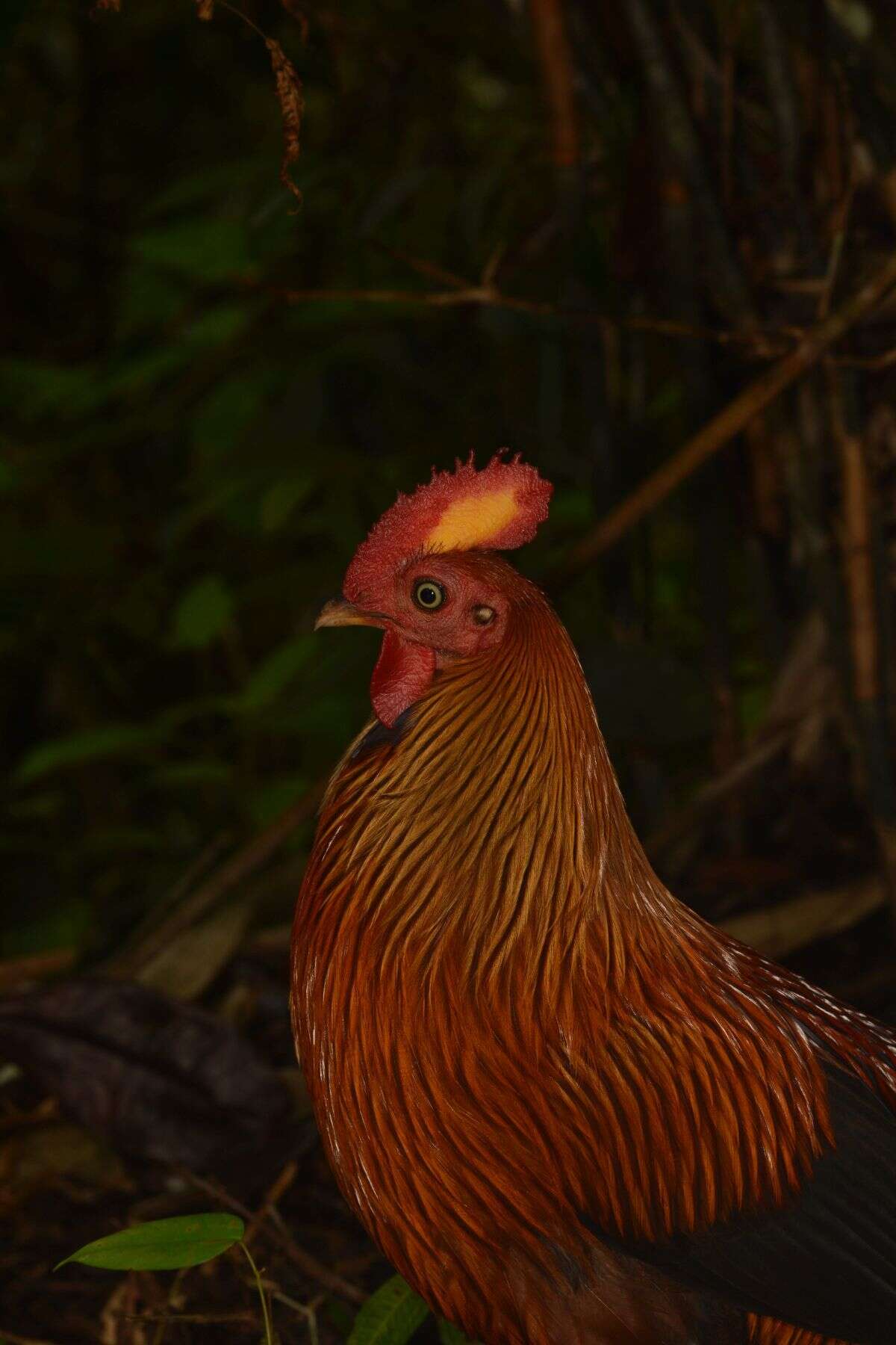 Image of Ceylon Junglefowl