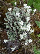 Image of Leontopodium microphyllum Hayata