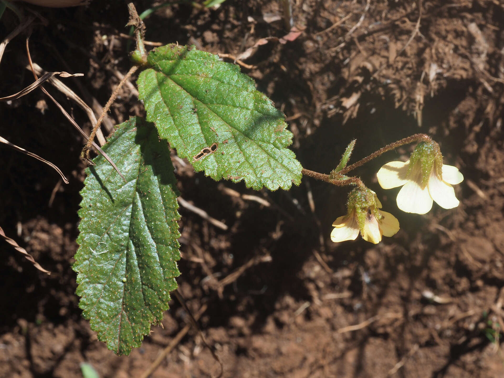 Hermannia woodii Schinz的圖片