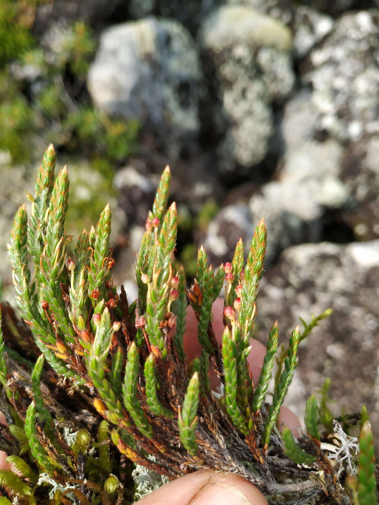 Imagem de Cassiope ericoides (Pall.) D. Don