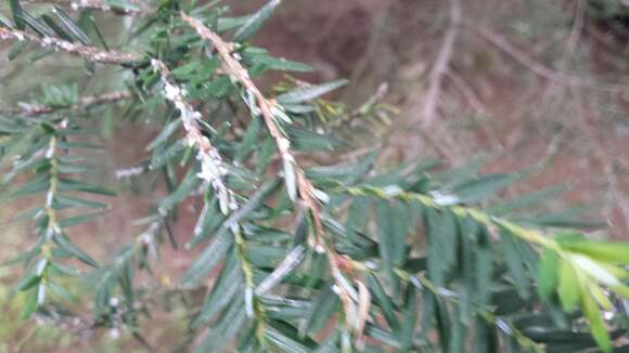 Image of Hemlock Woolly Adelgid