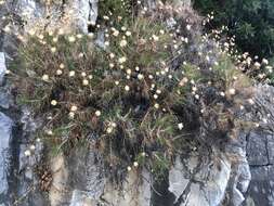 Слика од Ptilostemon chamaepeuce (L.) Less.