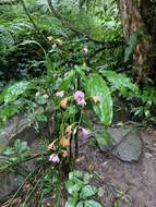 Image of Phaius mishmensis (Lindl. & Paxton) Rchb. fil.