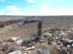 Image of Clanwilliam Aloe