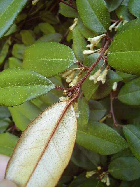 Image of Elaeagnus reflexa E. Morr. & Decne.