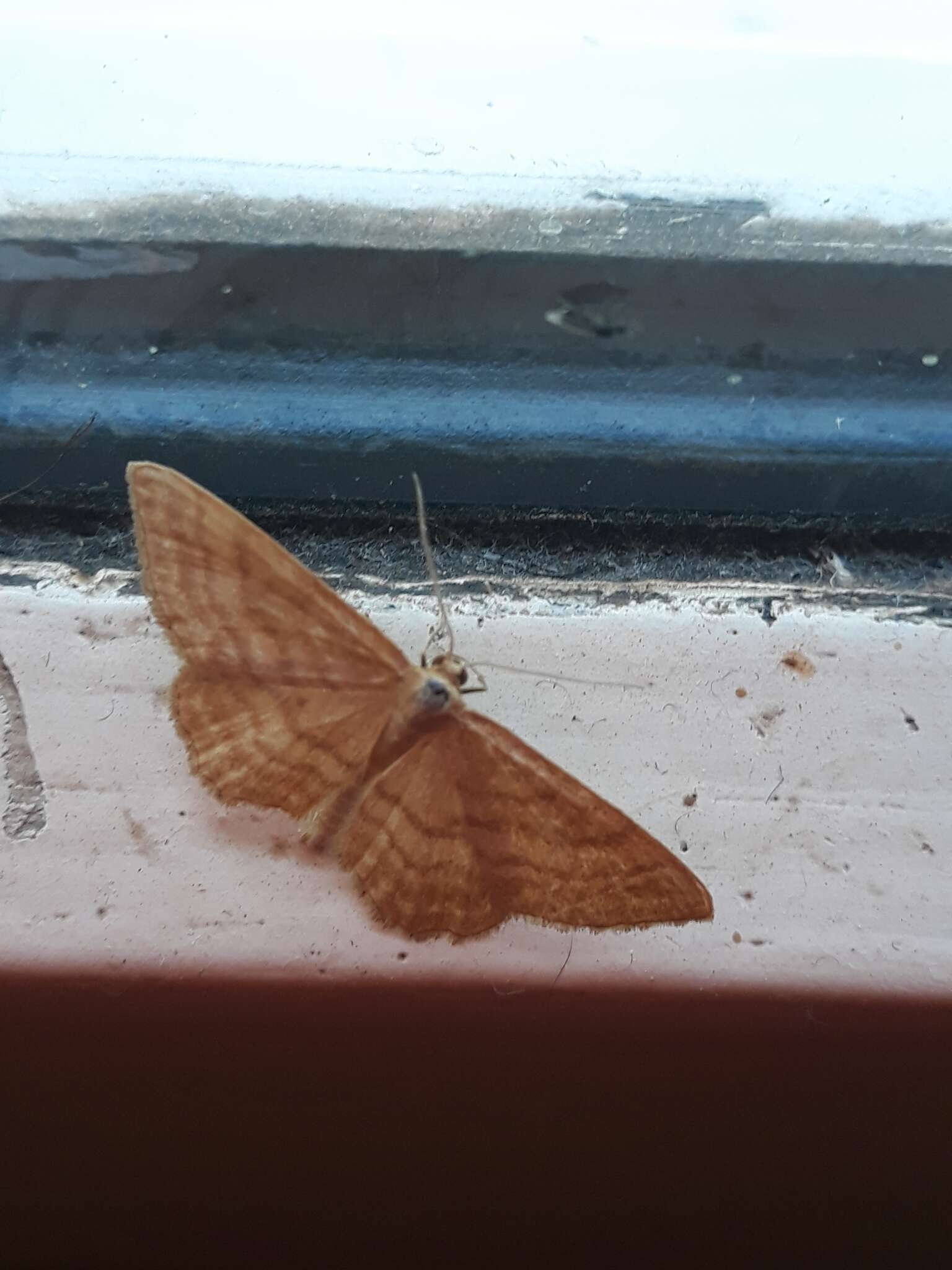 Idaea ochrata Scopoli 1763 resmi