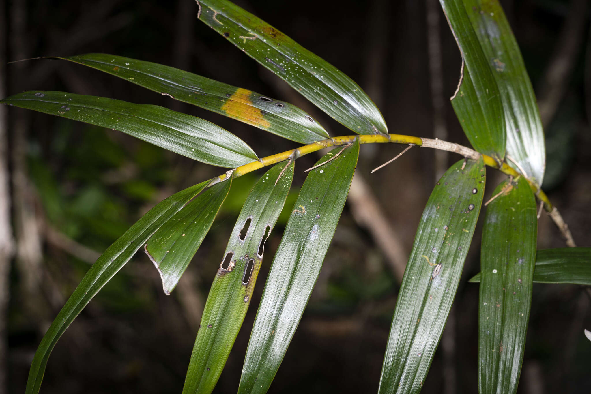 Dendrobium fractiflexum Finet的圖片