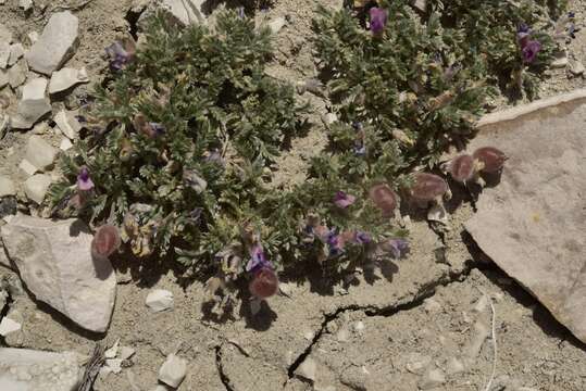 Plancia ëd Oxytropis oreophila var. juniperina S. L. Welsh