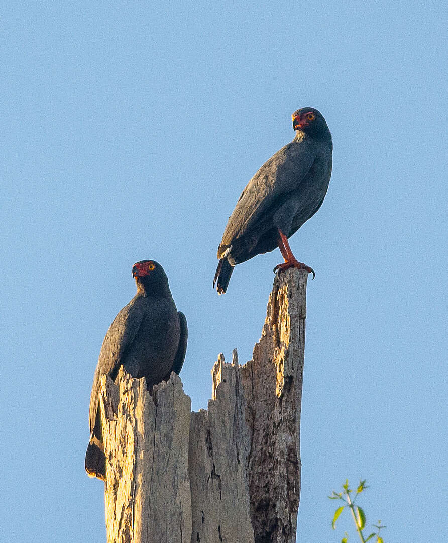 Image of Slate-colored Hawk