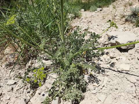 Image of Zosima absinthifolia (Vent.) Link