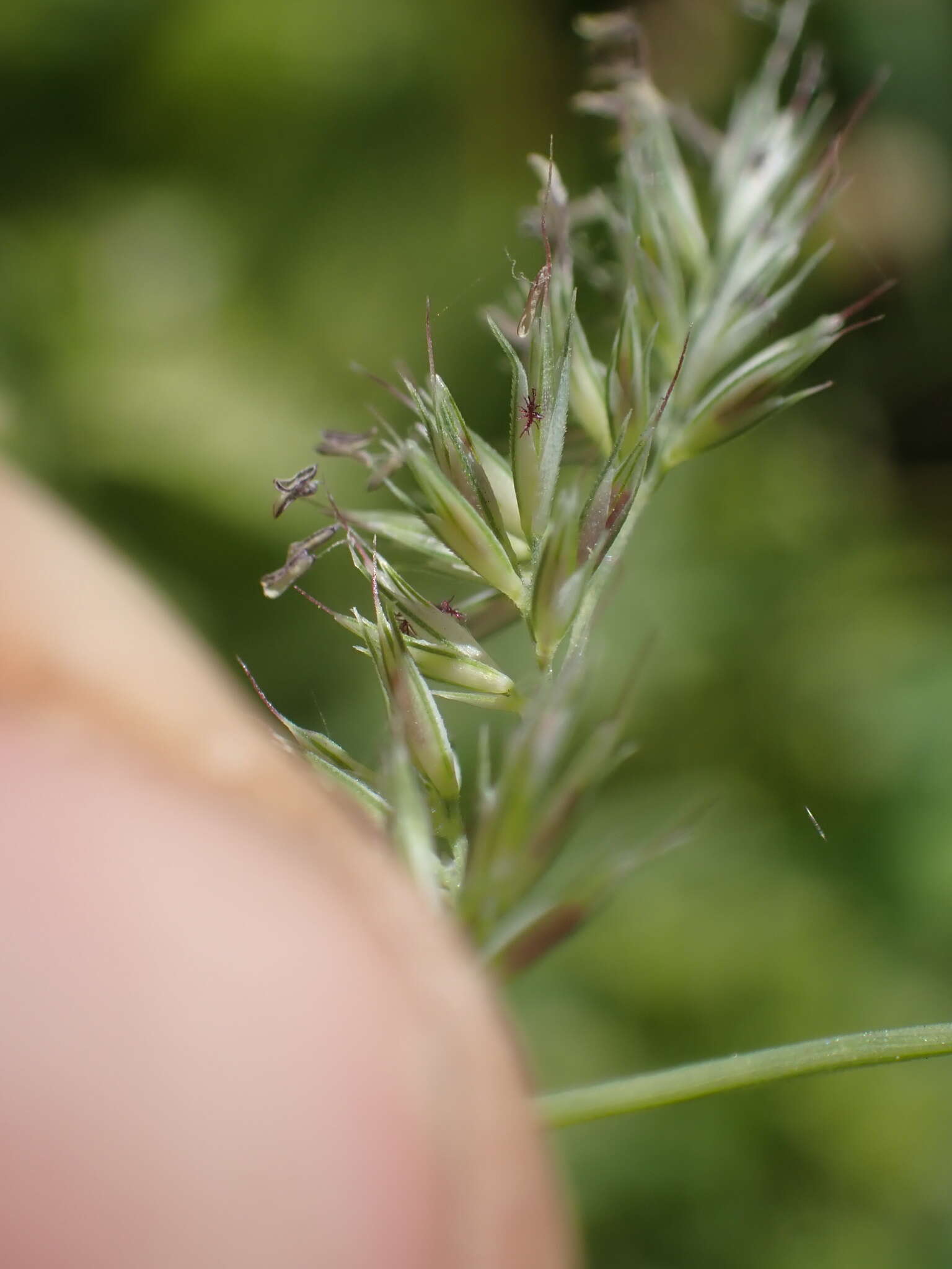 Muhlenbergia californica Vasey resmi