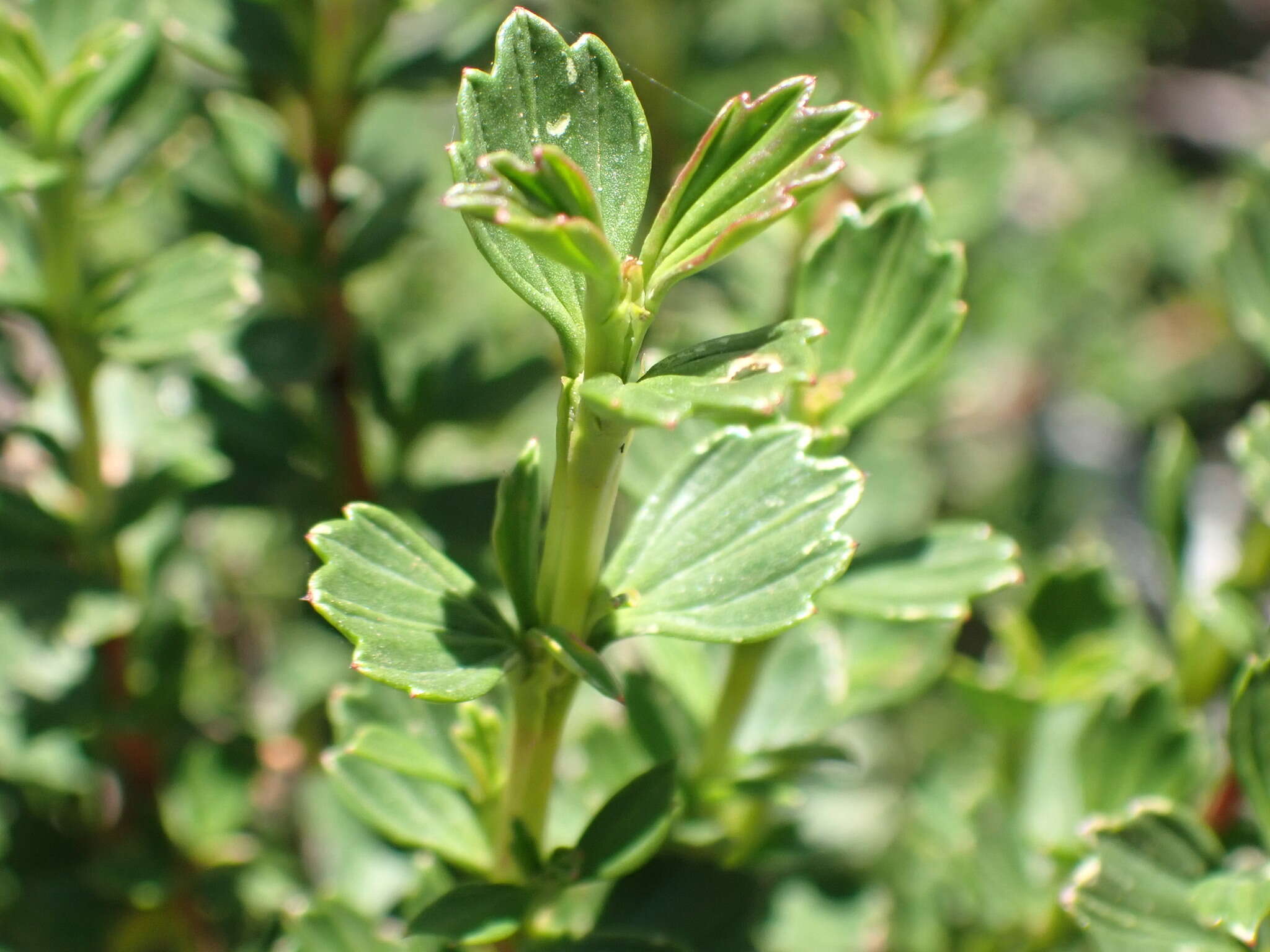 Image de Myrothamnus flabellifolius (Sond.) Welw.