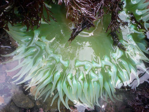 Image of giant green anemone