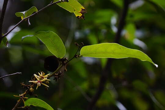 Image of Hydnocarpus castaneus Hook. fil. & Thoms.