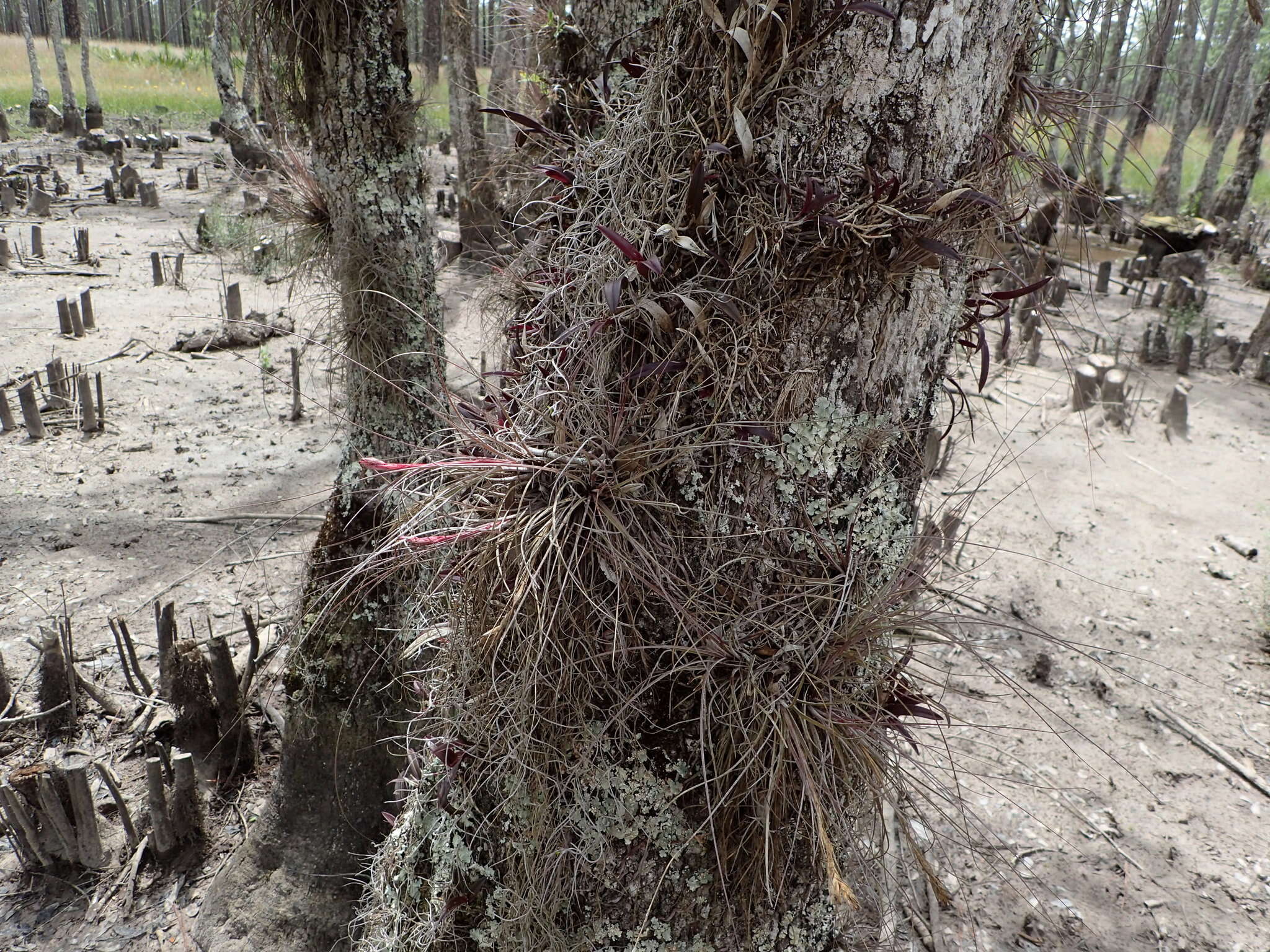 Image of Bartram's airplant