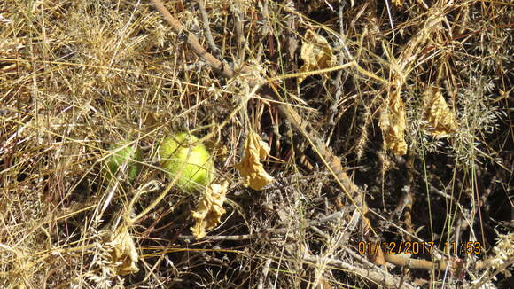 Image de Cucumis dipsaceus C. G. Ehrenb. ex Spach