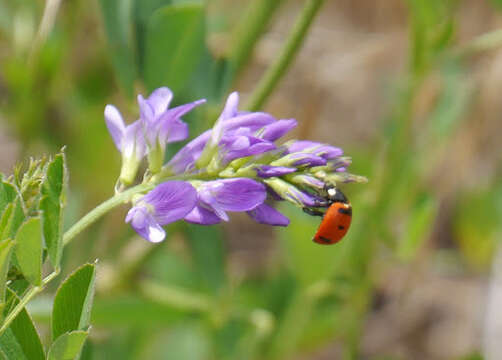 صورة Coccinella transversoguttata Faldermann 1835