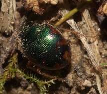 Image of Shiny Round Sand Beetle