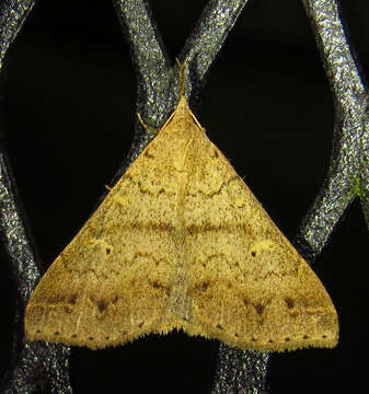 Image of Discolored Renia Moth