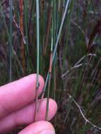 Image of Machaerina juncea (R. Br.) T. Koyama