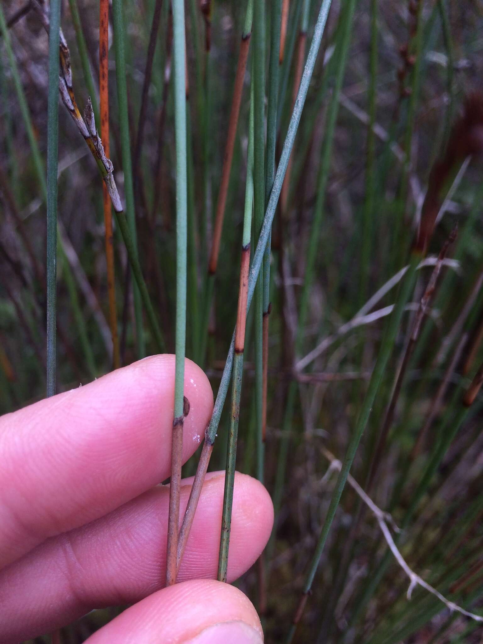 Image of Machaerina juncea (R. Br.) T. Koyama