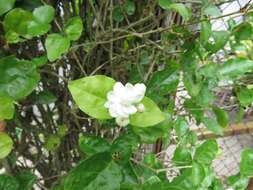 Image of Arabian jasmine