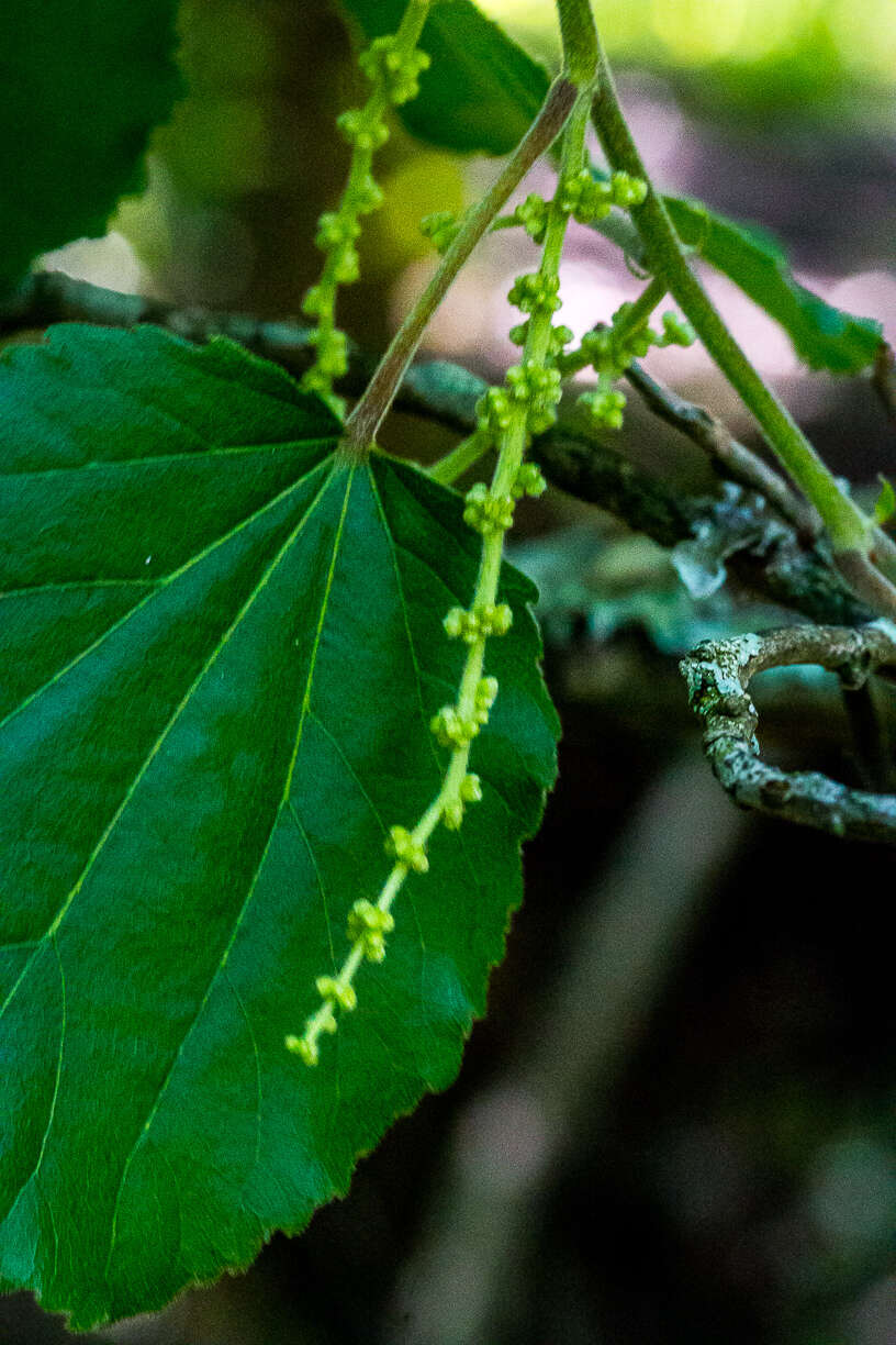 Image of Mulberry leaf