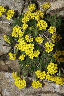 Imagem de Draba grayana (Rydb.) C. L. Hitchc.