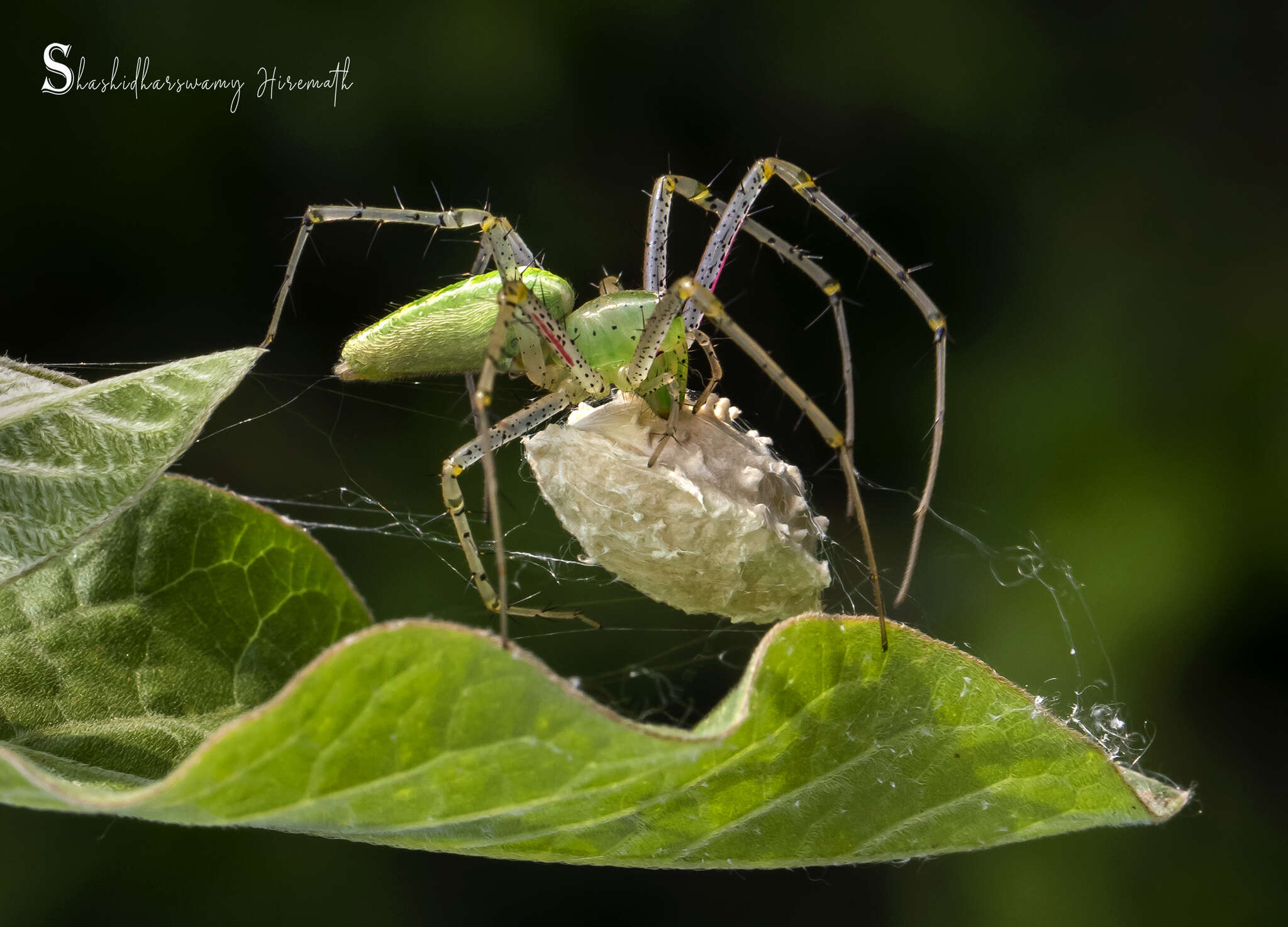 Image of Peucetia viridana (Stoliczka 1869)