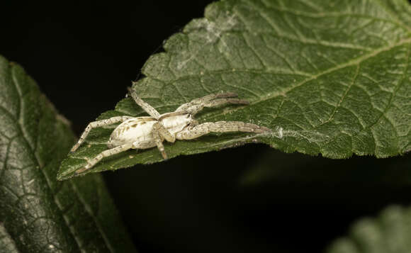 Image of Arachosia praesignis (Keyserling 1891)