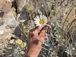 Sivun Encelia ravenii Wiggins kuva