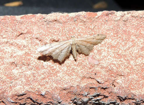 Image of Idaea incalcarata Chrétien 1913