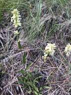 Image of yellow penstemon