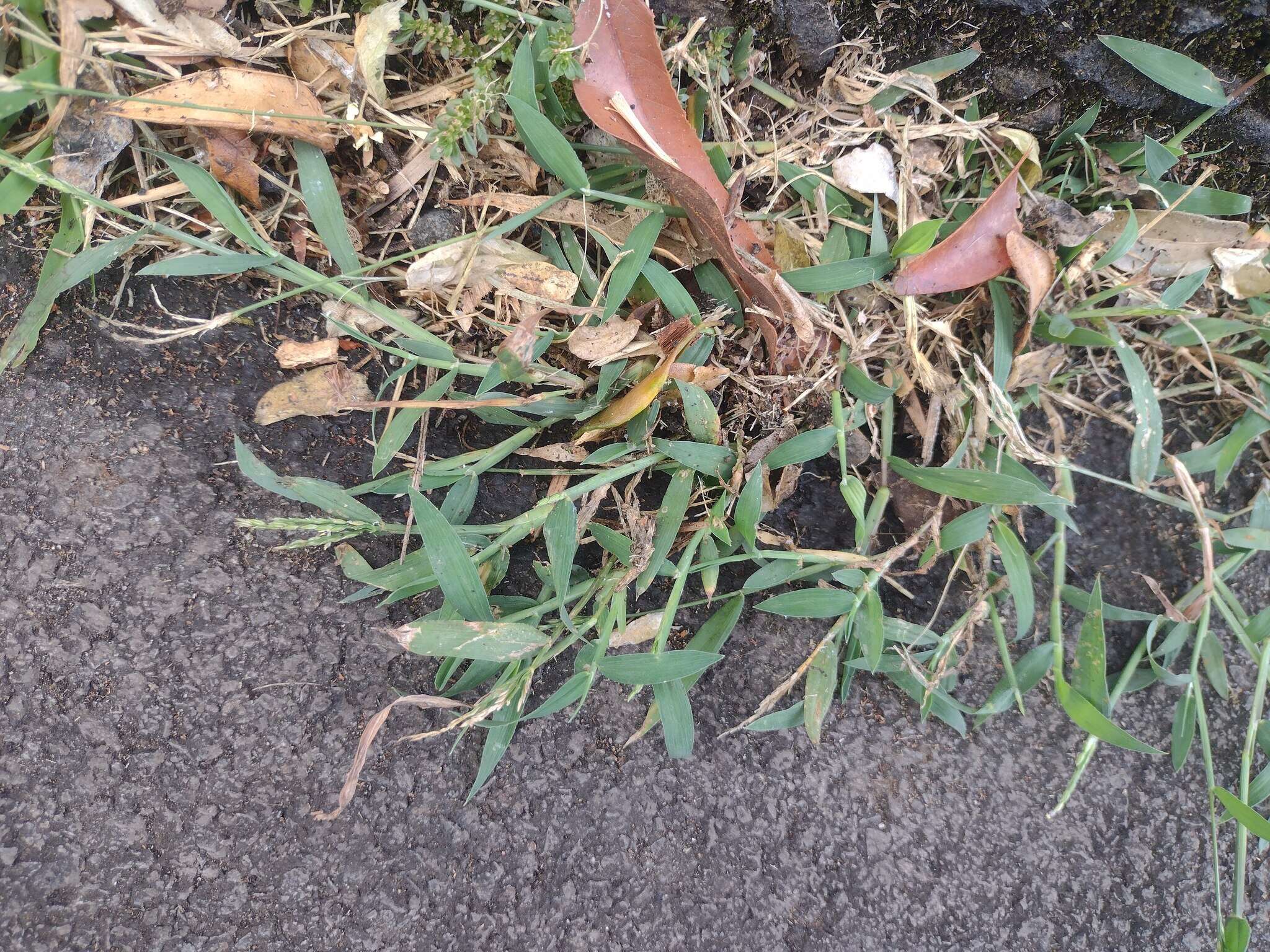 Image of Digitaria henryi Rendle