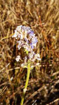 Polemonium occidentale subsp. occidentale的圖片